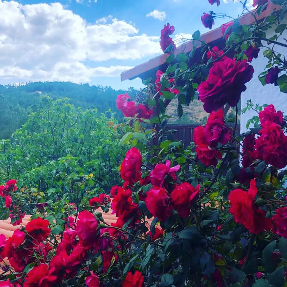 Yoga Retreat June Summer Solstice 2025 Yoga Retreat June Summer Solstice 2025